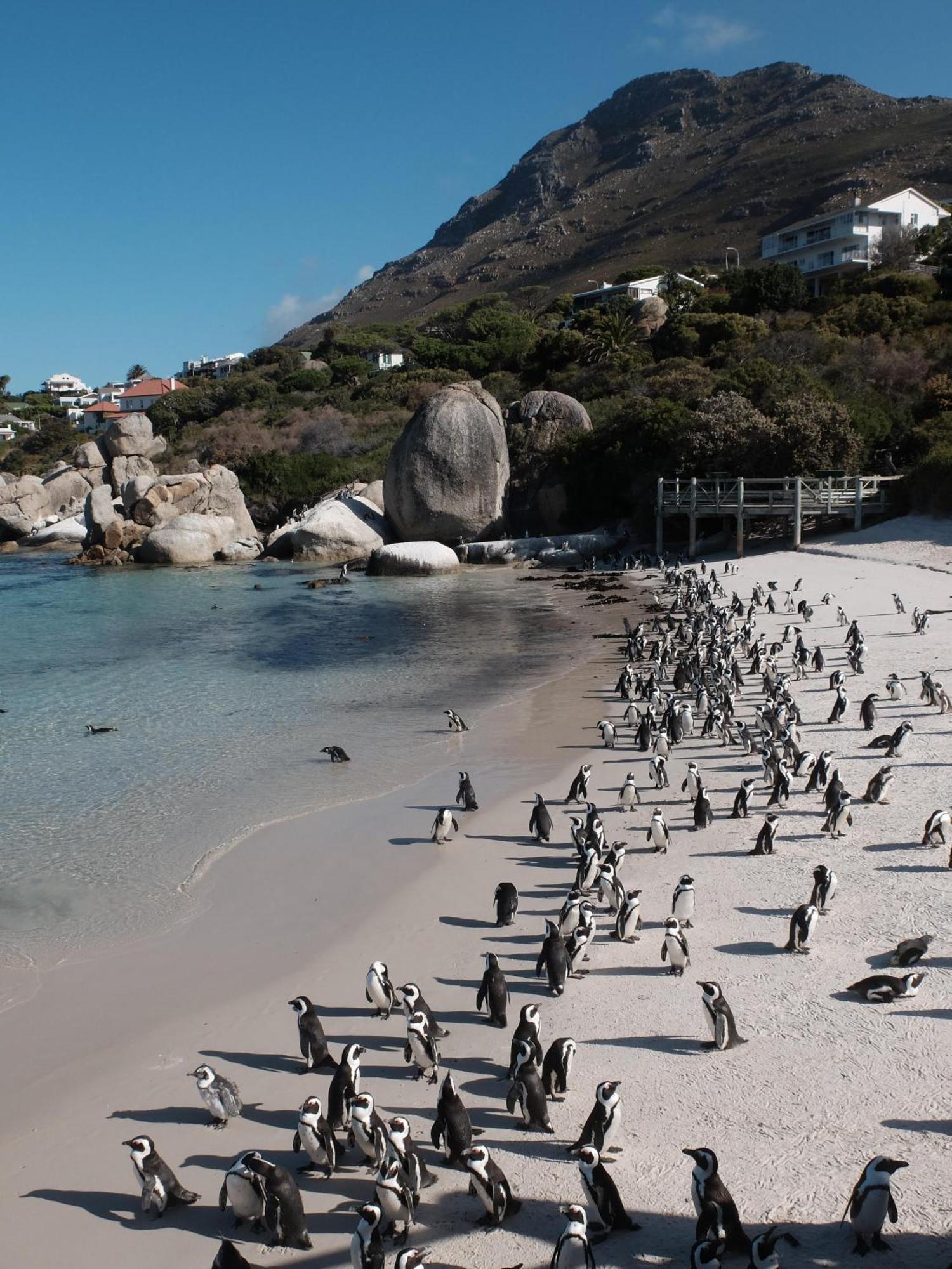 Penguin Haven . Luxury 2 Bedroom, Boulders Beach. Cape Town Exterior foto